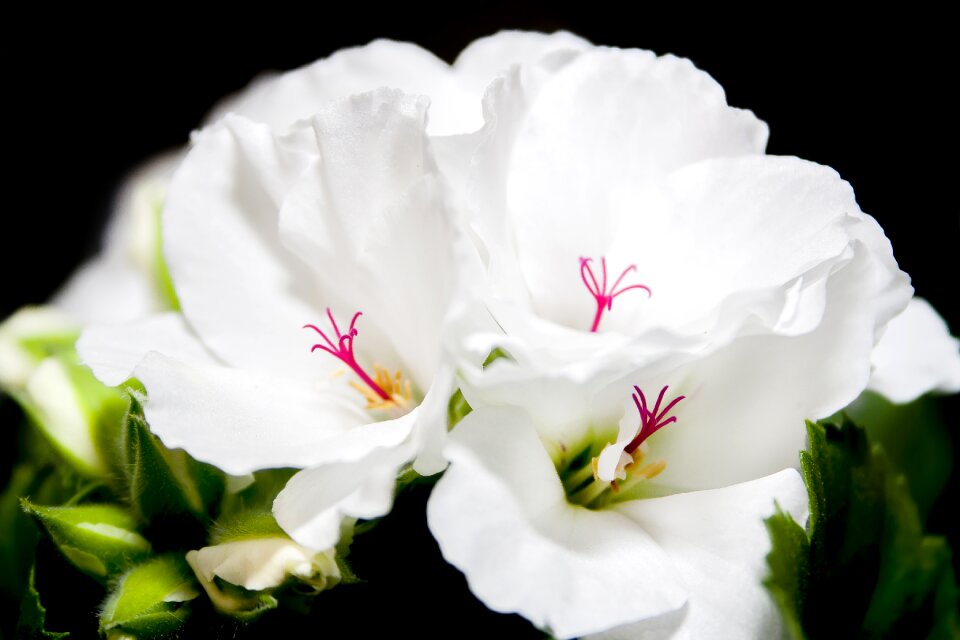 Geranium close up violet
