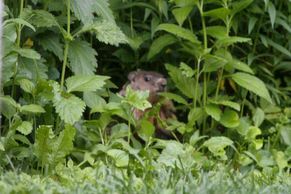 IMG 0283c Woodchuck Hse Kankakee IL 6-1-2018