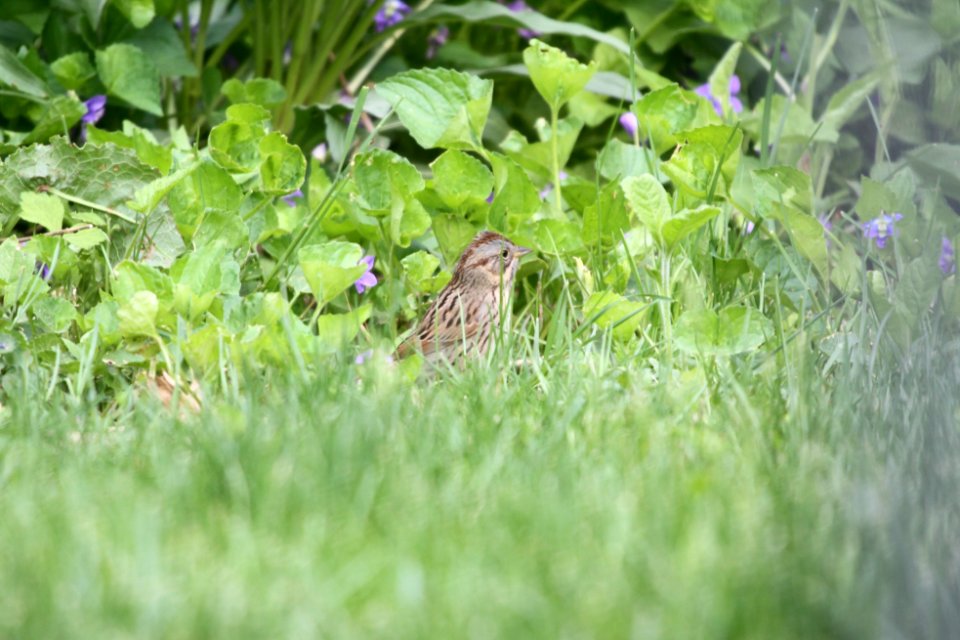IMG 9748c Lincoln's Sparrow Hse Kankakee IL 5-11-2018