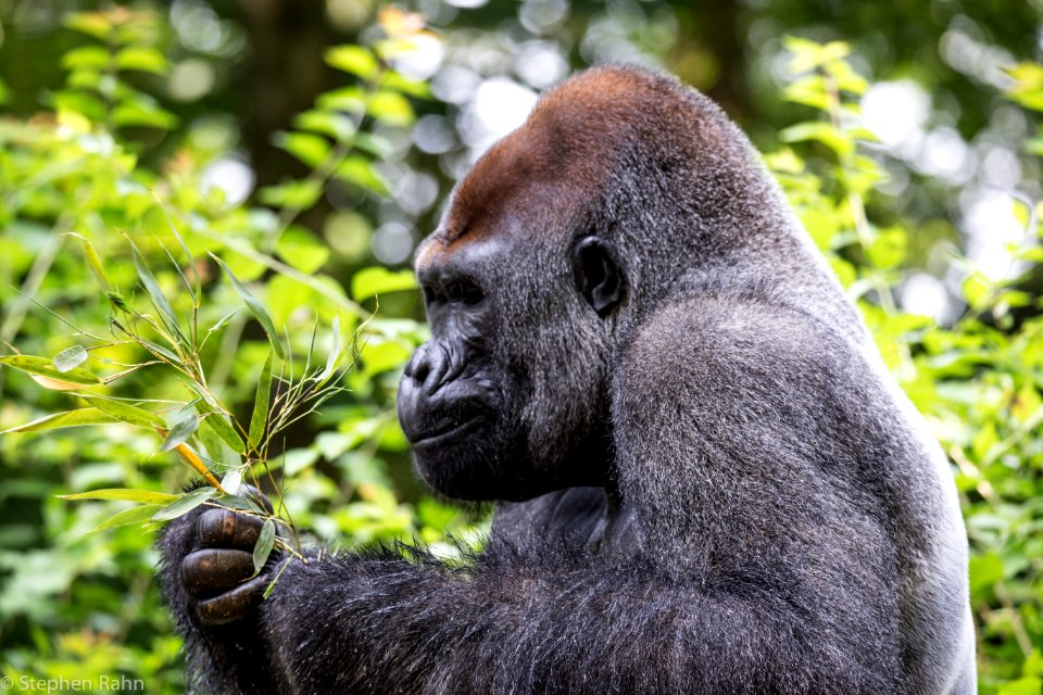 Zoo Atlanta Gorilla