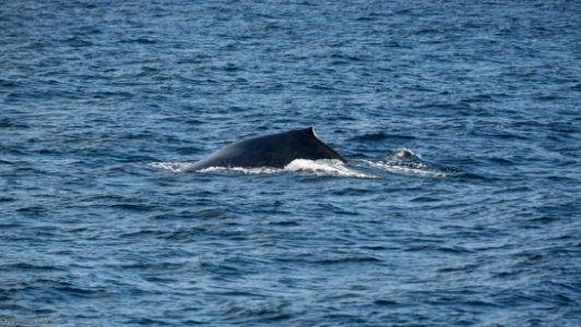 California Whales