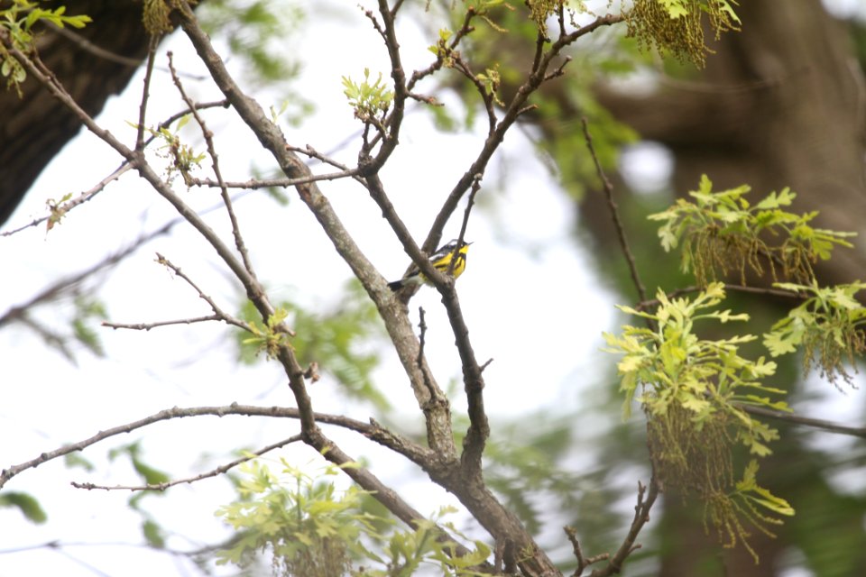 IMG 9767c Magnolia Warbler Hse Kankakee IL 5-11-2018 photo