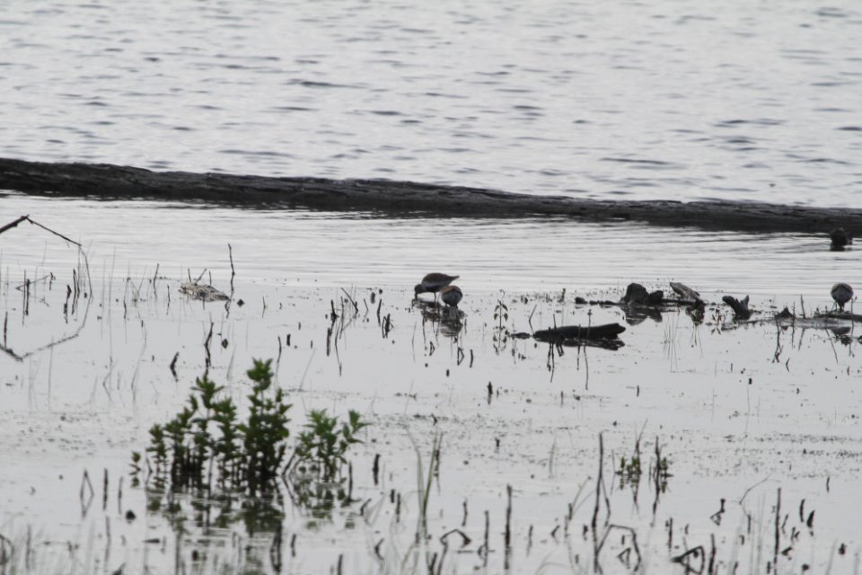 IMG 9829c Dunlin LaSalle FWA IN 5-13-2018