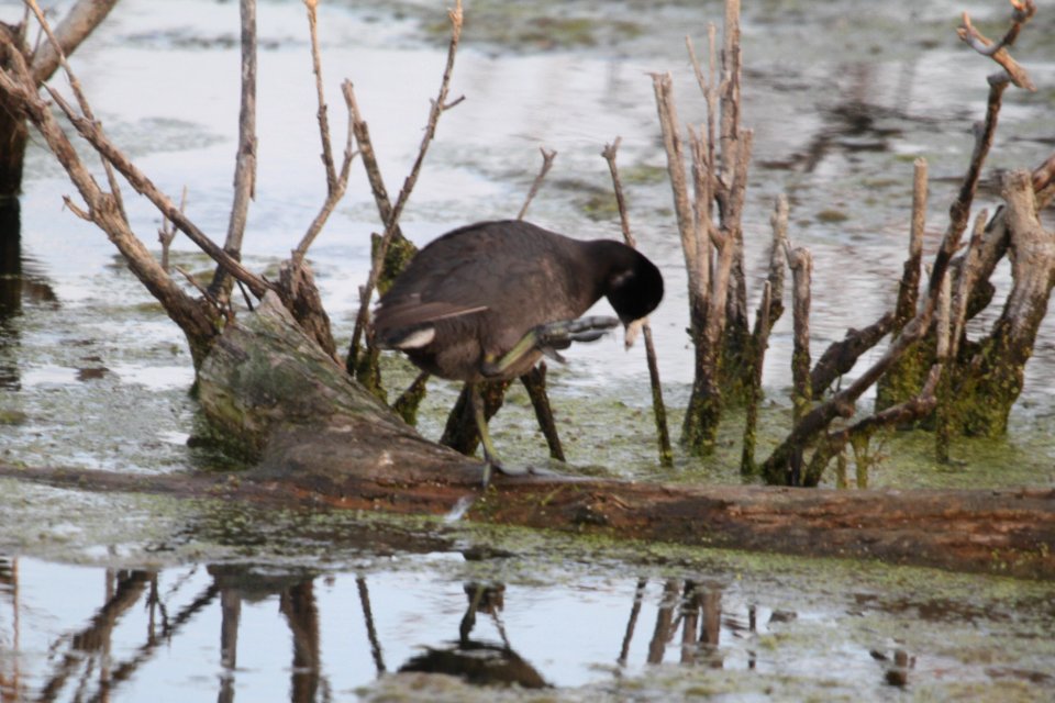 IMG 9927c American Coot LaSalle FWA IN 5-18-2018