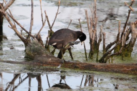 IMG 9927c American Coot LaSalle FWA IN 5-18-2018