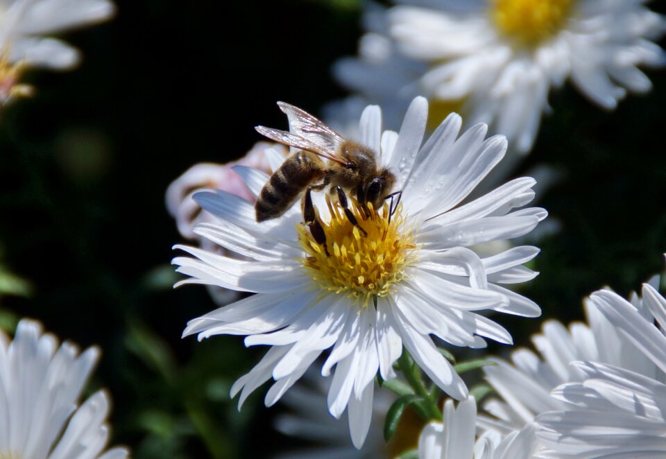 Plant bees macro