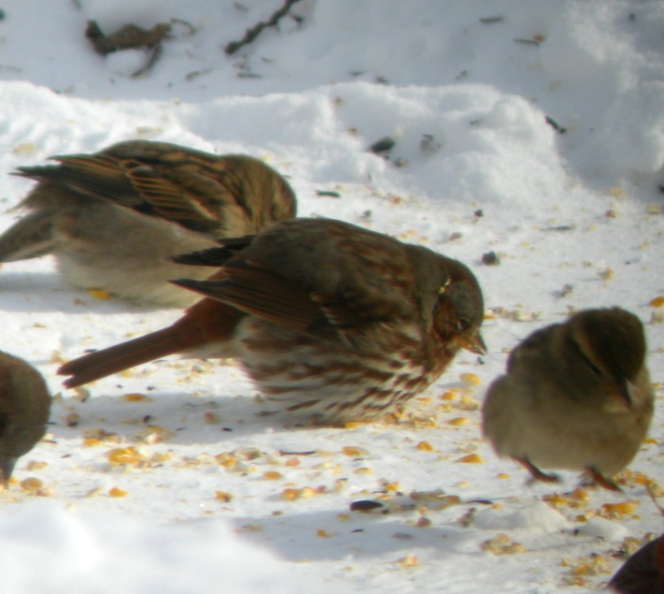 DSCN0372 c Fox Sparrow Kankakee Co IL 1-6-2014 (Photo thru Bins)