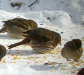 DSCN0372 c Fox Sparrow Kankakee Co IL 1-6-2014 (Photo thru Bins)