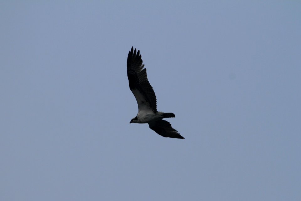 IMG 1909c Osprey Willow Slough FWA IN 9-24-2018
