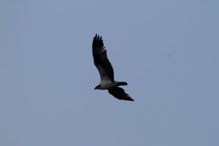 IMG 1909c Osprey Willow Slough FWA IN 9-24-2018