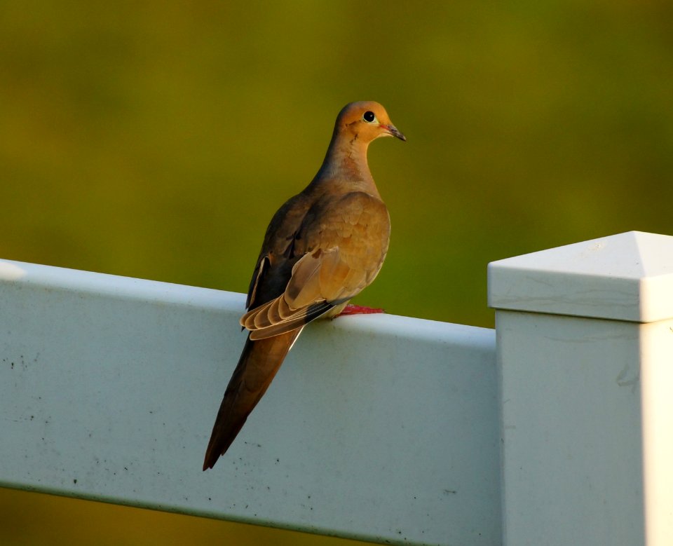 Day 223 - Mourning Dove