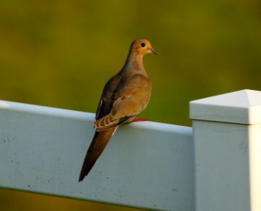 Day 223 - Mourning Dove photo