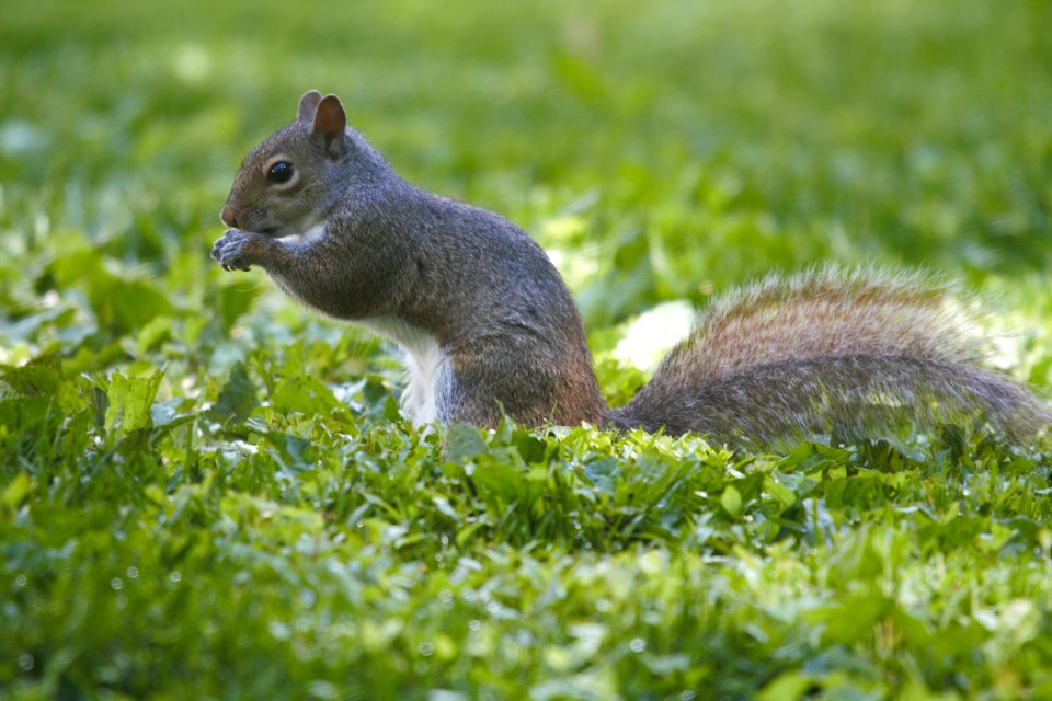 IMG 0134c Eastern Gray Squirrel Hse Kankakee IL 5-26-2018