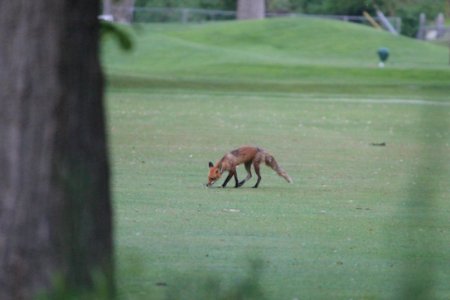 IMG 0201c Red Fox Hse Kankakee IL 5-28-2018