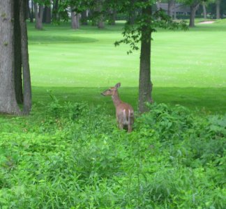 IMG 0823 c Wt Deer  Kankakee IL 5-28-13