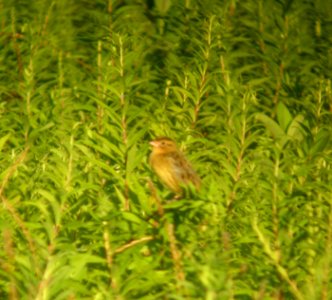 DSCN9688 c Bobolink Kankakee Co IL 8-3-13 Binocular Photo photo