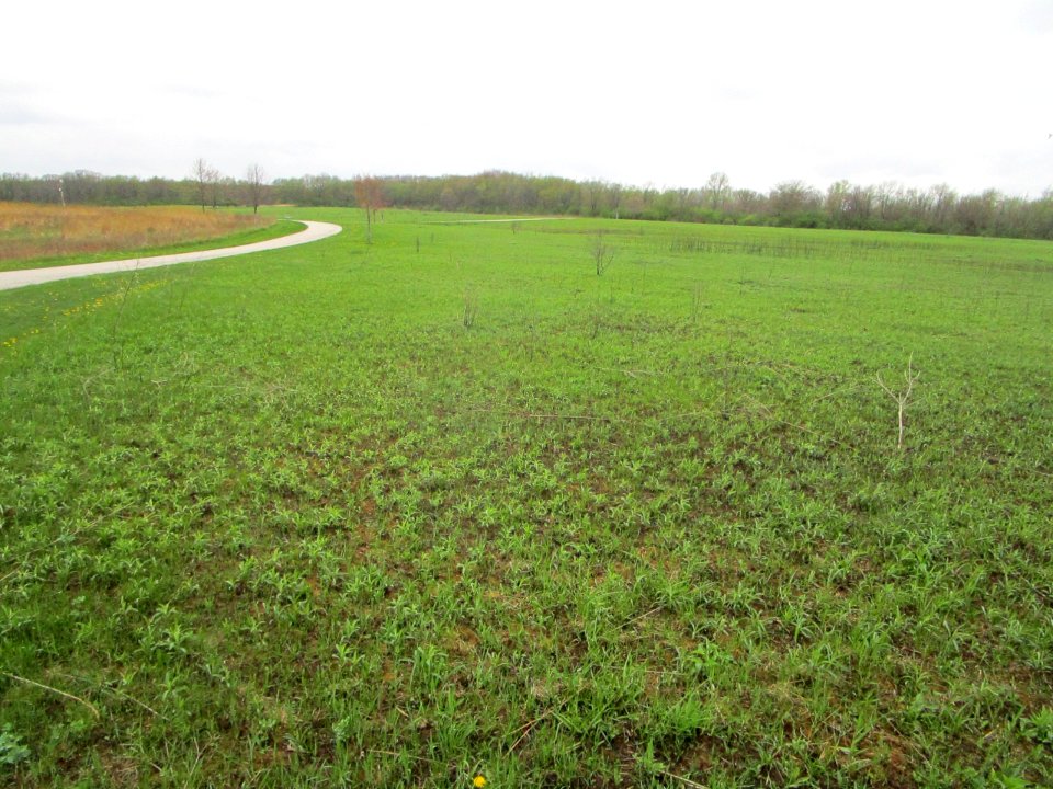 IMG 0053c Perry Farm Prairie Bourbonnais IL 5-3-2018
