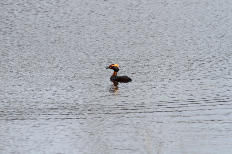 IMG 9141c Horned Grebe Willow Slough FWA IN 4-23-2018