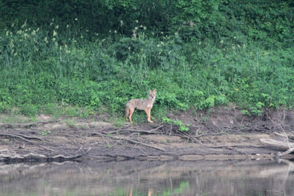 IMG 0216c Coyote LeVasseur Park Kankakee IL 5-29-2018