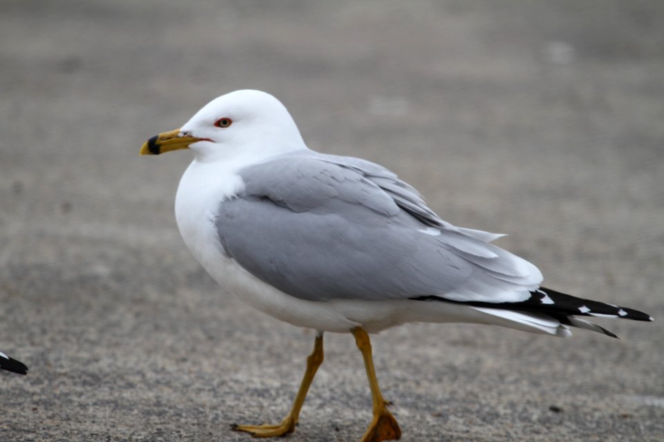 IMG 8423c Ring-billed Gull Beckman Park Kankakee IL 3-24-2018