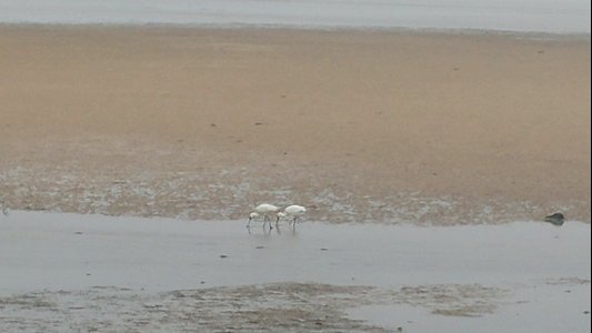 20180416 144720 Black-faced Spoonbill Jeju, Jejudo, KR 4-16-2018 (P. Hertz Photos)