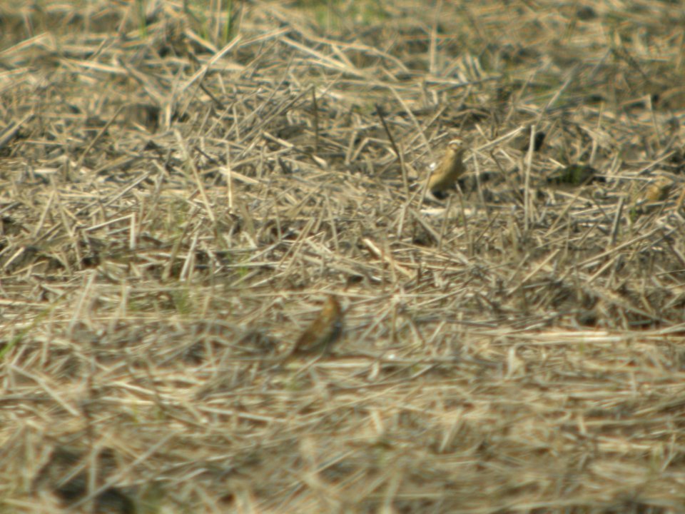 DSCN9883c Smith's Longspur Willowhaven Area Kankakee Co IL 5-7-2018