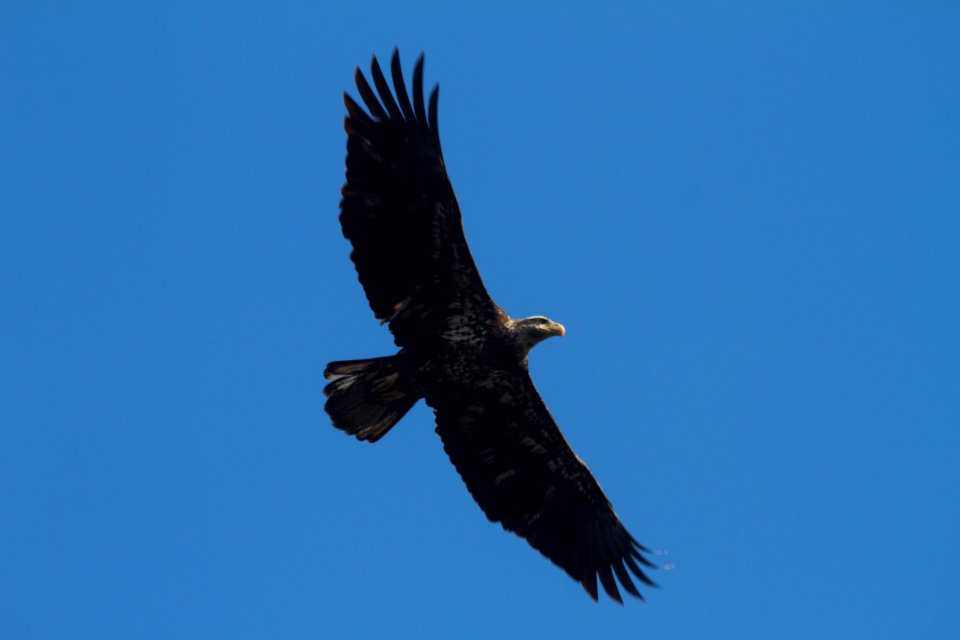 IMG 8218c Bald Eagle Willow Slough FWA IN 3-6-2018