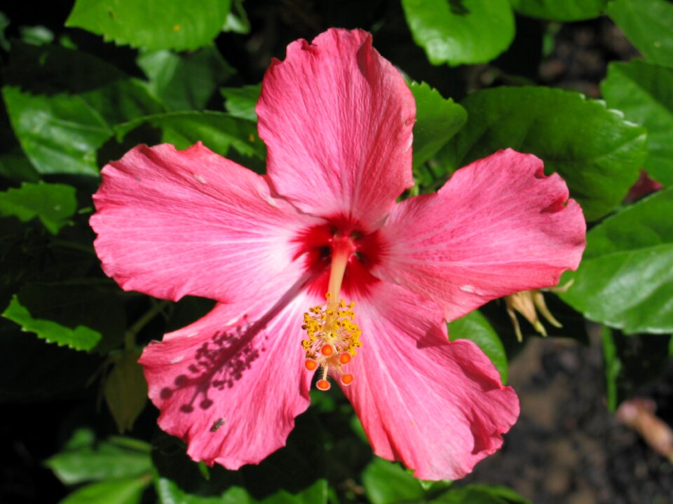 Flower plane flora