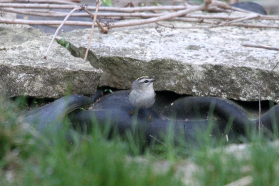 IMG 9232c Golden-crowned Kinglet Hse Kankakee IL 4-26-2018
