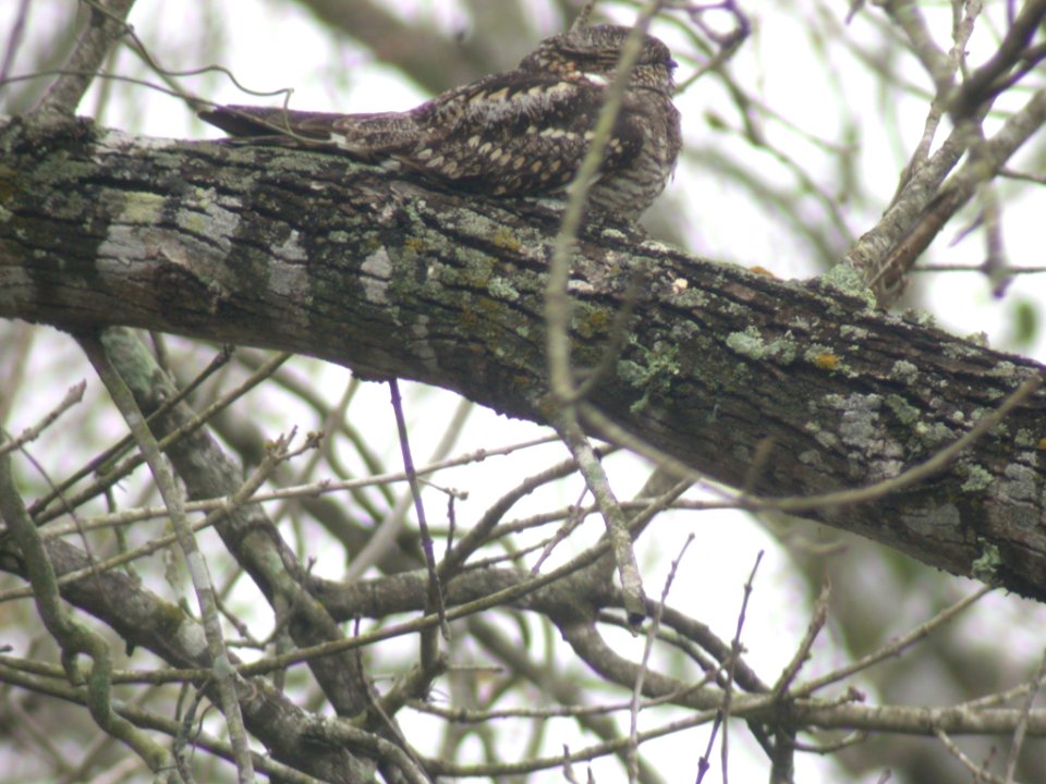 DSCN0508 Common Nighthawk  Santa Ana NWR TX 2-18-05