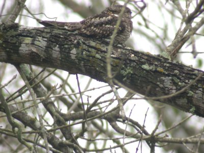 DSCN0508 Common Nighthawk  Santa Ana NWR TX 2-18-05