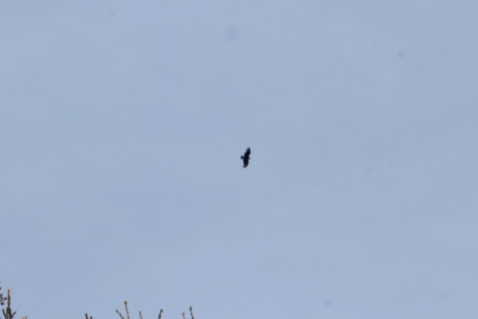 IMG 9419c Black Vulture Hse Kankakee IL 5-1-2018