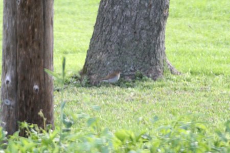IMG 9673c Veery Hse Kankakee IL 5-11-2018