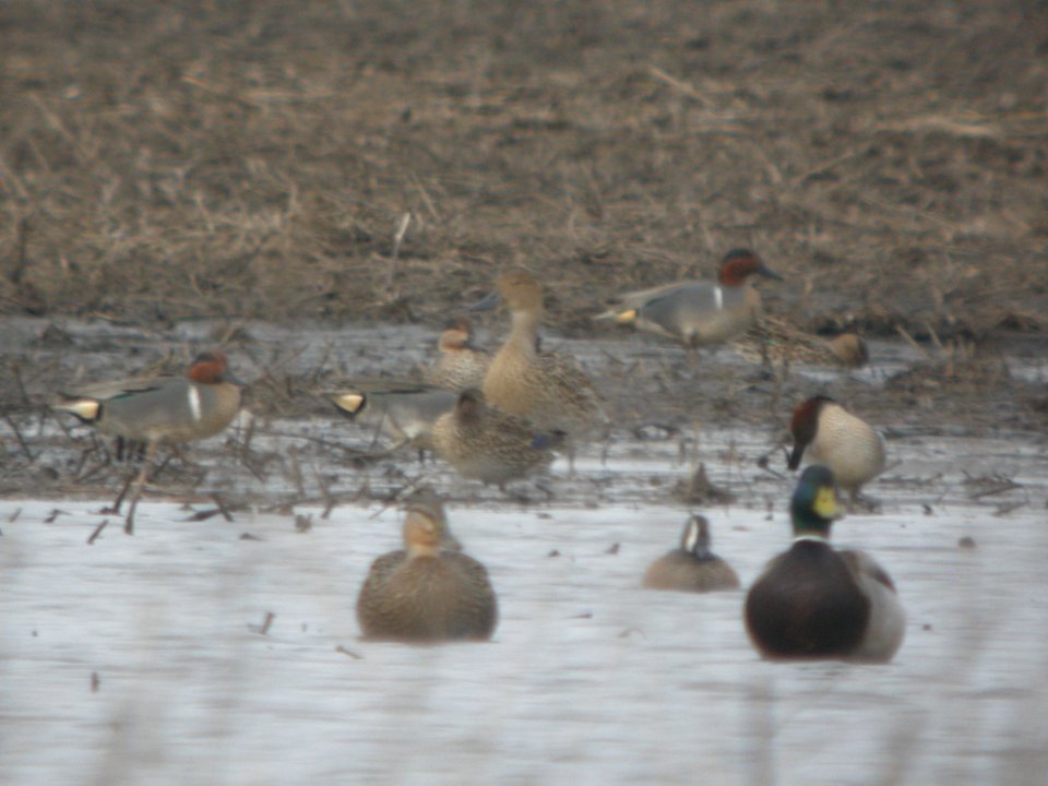 DSCN9659c Northern Pintail Willowhaven Area Kankakee Co IL 4-12-2018