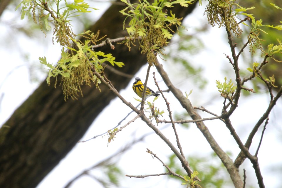 IMG 9770c Magnolia Warbler Hse Kankakee IL 5-11-2018 photo