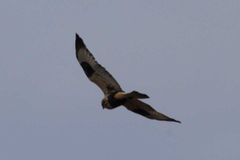 IMG 8242c Rough-legged Hawk LaSalle FWA IN 3-6-2018