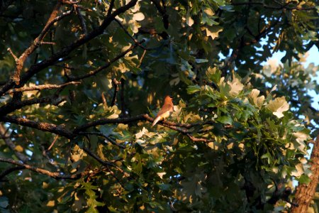 IMG 0506c Cedar Waxwing Hse Kankakee IL 6-15-2018 photo