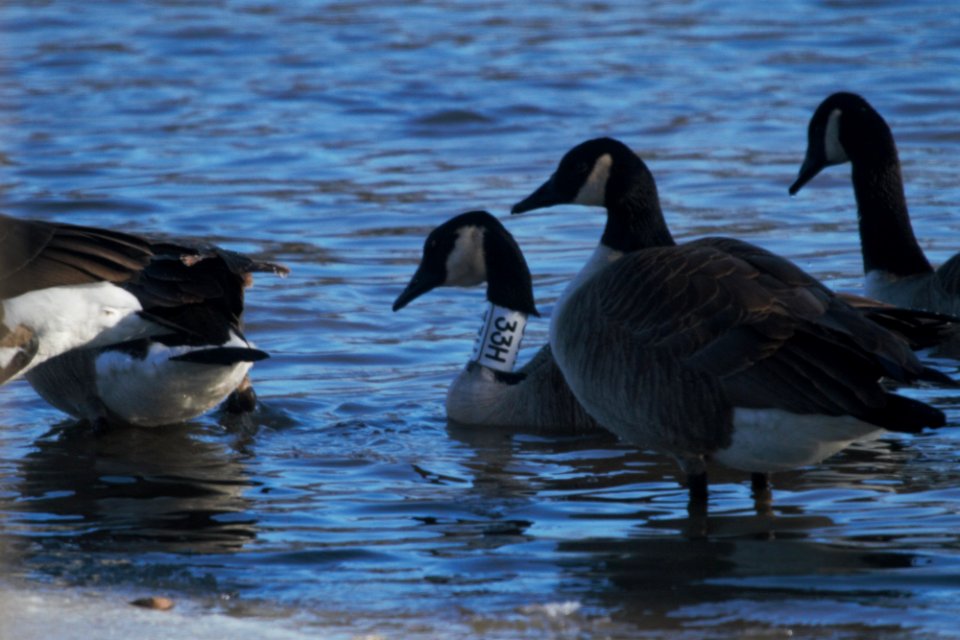IMG 7174c Canada Goose with Neck Collar # 33H black on white background Aroma Park IL 1-13-2018