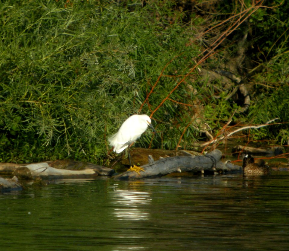 DSCN9506 c Snowy Egret Prospect Park Wheatridge CO 7-26-2013
