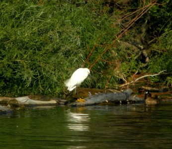 DSCN9506 c Snowy Egret Prospect Park Wheatridge CO 7-26-2013