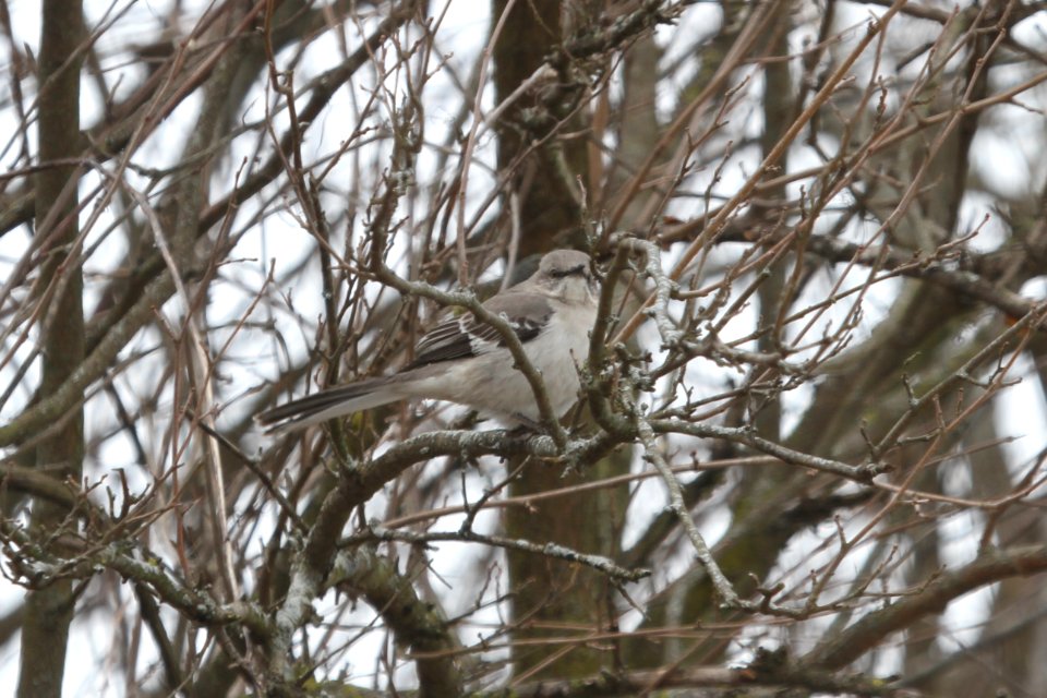 IMG 8634c Northern Mockingbird NW Newton Co IN 4-5-2018