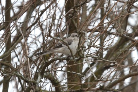 IMG 8634c Northern Mockingbird NW Newton Co IN 4-5-2018