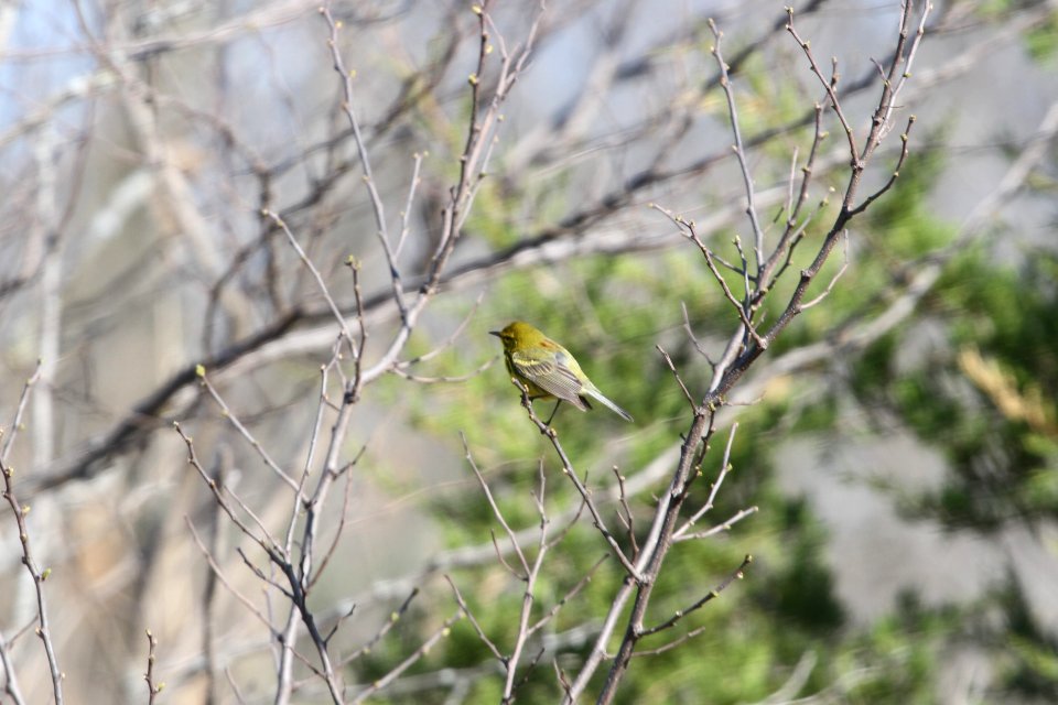IMG 9555c Prairie Warbler Mazonia Lakes Kankakee Co IL 5-7-2018