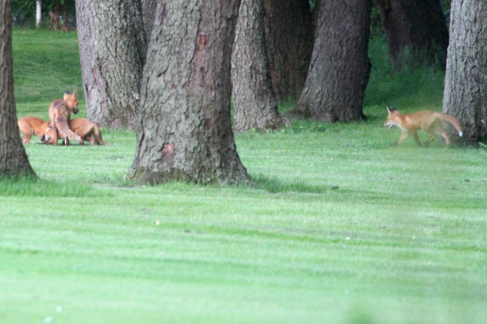 IMG 0080c Red Fox Hse Kankakee IL 5-23-2018