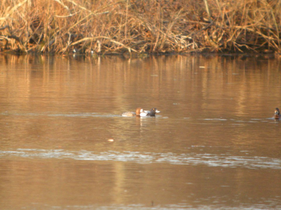 DSCN9699c Greater Scaup Willow Slough FWA IN 4-13-2018