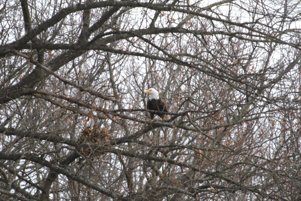 IMG 6408c Bald Eagle Hse Kankakee IL 12-9-2017