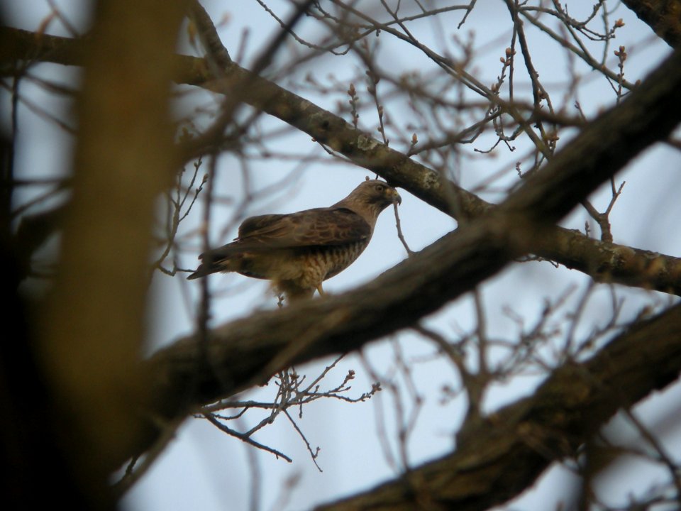 DSCN9816c Broad-winged Hawk Hse Kankakee IL 5-1-2018