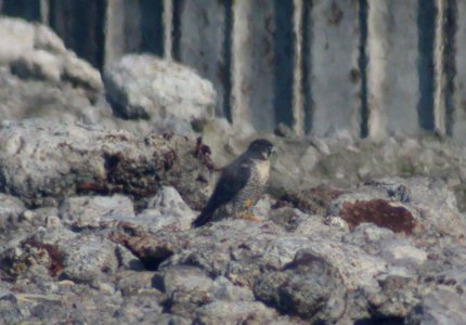 DSCN3826 cvsm Peregrine Falcon Banded Green L Red R Miller Beach Gary IN 8-31-04