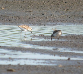 DSCN9354 c Semipalmated + Least Sandpiper Kankakee Co IL 7-19-2013