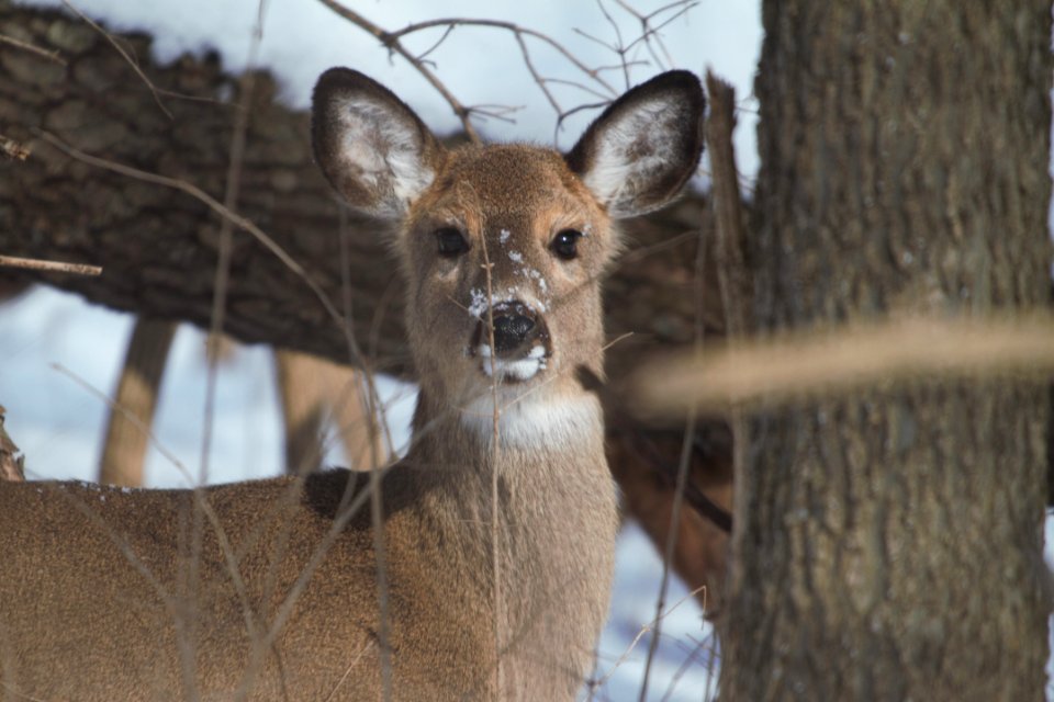 IMG 7875c White-tailed Deer LeVasseur-Perry Farm Park Kankakee IL 2-13-2018